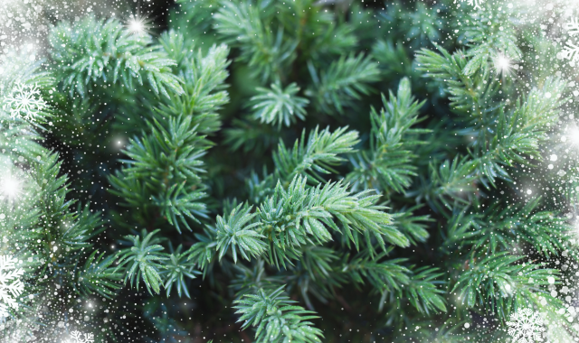 Avvikande öppettider i december och januari