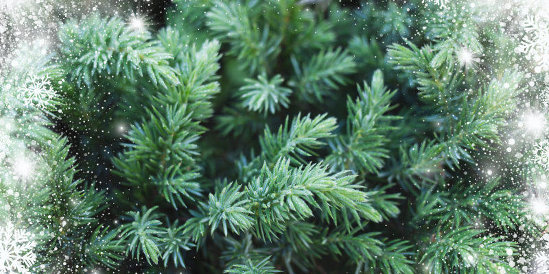 Avvikande öppettider i december och januari